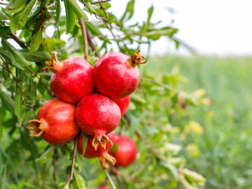 Pomegranate